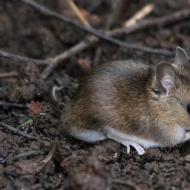 Появление в доме грызунов, мышей и крыс: значение и что делать