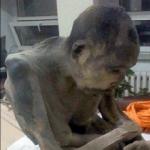 Двухсотлетняя мумия монгольского монаха оказалась живой В России есть своя «живая» мумия буддиста